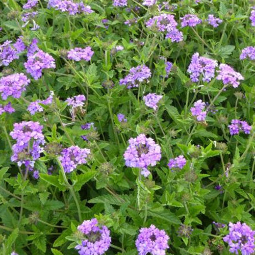 Verveine vivace Muriel - Willemse