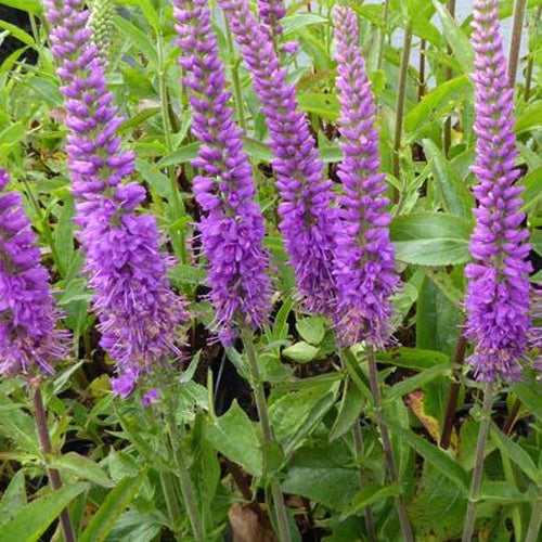 Véronique Purpleicious - Willemse