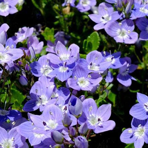 Véronique Liwanensis - Willemse
