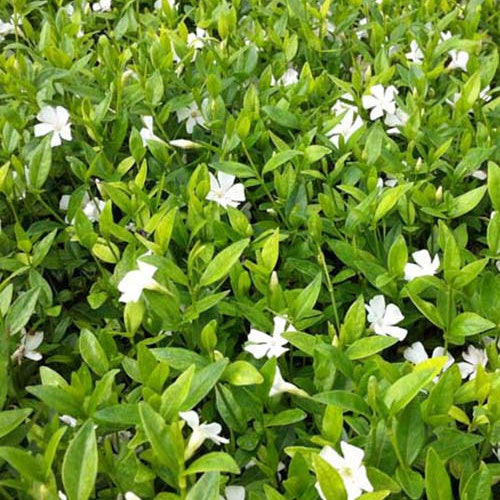 Petite pervenche Elisa - Willemse