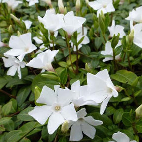 3 Petites pervenches White Power - Willemse