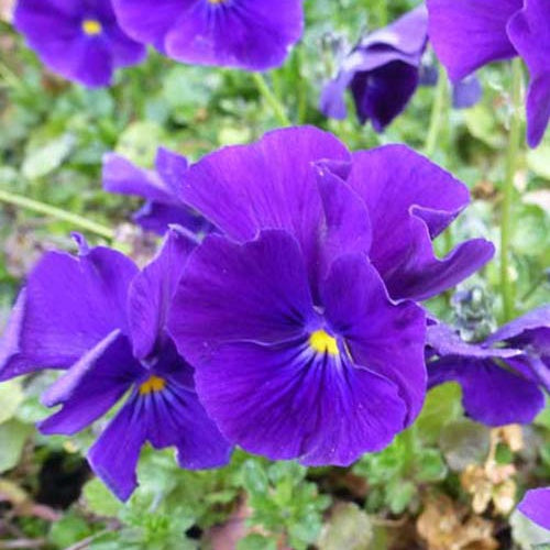 Violette cornue Martin - Pensée - Willemse