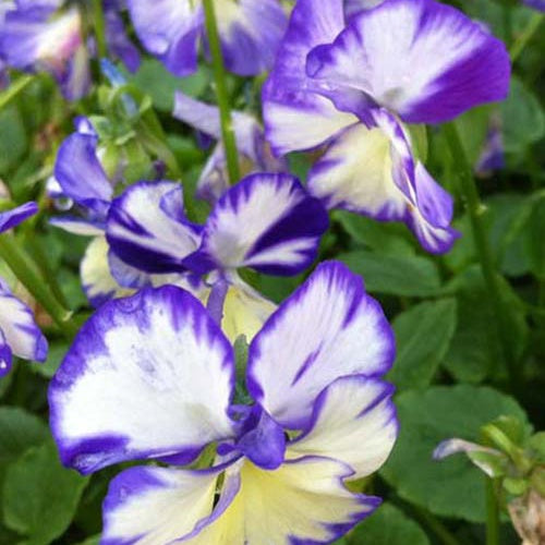 Violette cornue Rebecca - Willemse