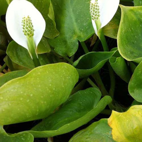 Arum d'eau - Willemse