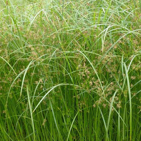 Souchet odorant - Cyperus longus - Willemse