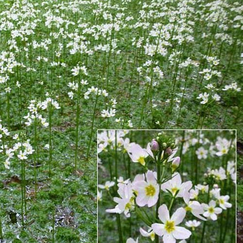 Hottonie des marais - Hottonia palustris - Willemse