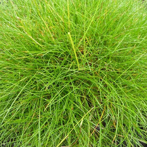 Festuca gautieri (scoparia) - Fétuque crin d'ours - Fétuque