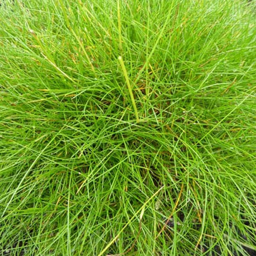Festuca gautieri (scoparia) - Fétuque crin d'ours - Fétuque