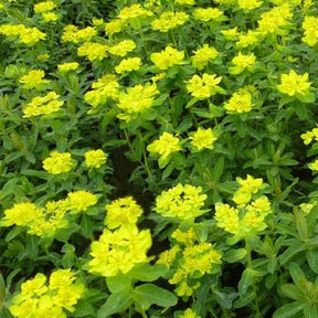Vente Euphorbe polychrome - Euphorbia polychroma