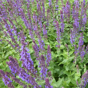Sauge des bois Blaukonigin - Salvia nemorosa Blaukönigin - Willemse