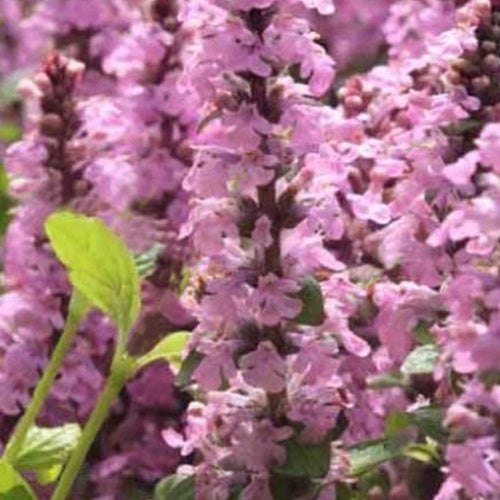 Bugle rampante Purple Torch - Willemse