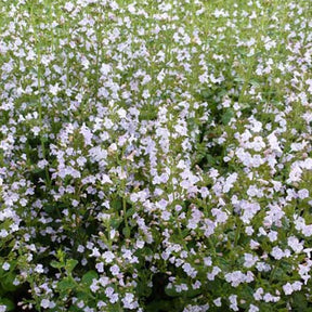 Calamintha nepeta subsp. nepeta - Petit calament - Calament