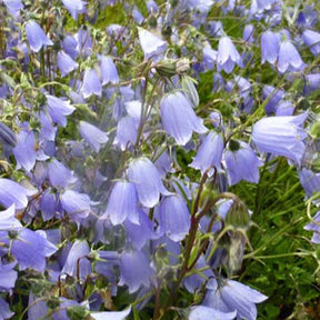 Campanule fluette - Willemse