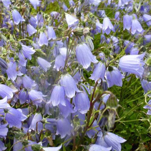 Campanule fluette - Willemse