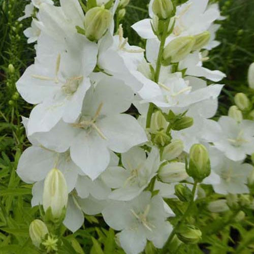 Campanule à fleurs larges Alba - Willemse
