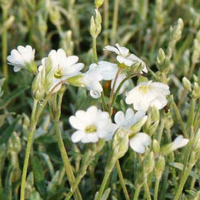 Vente Céraiste de Bieberstein - Cerastium biebersteinii