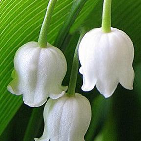 Muguet à grandes fleurs Bridal Choice - Willemse