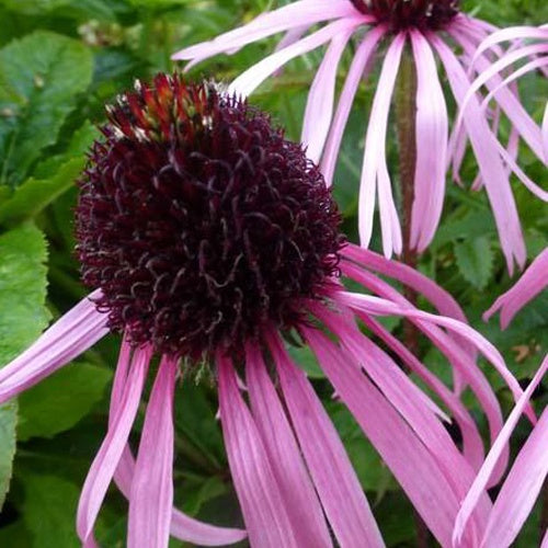 Échinacée - Echinacea - Echinacée pâle  - Echinacea pallida