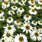 Echinacée pourpre Pow Wow White - Willemse