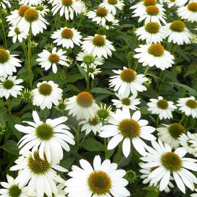 Echinacée pourpre Pow Wow White - Willemse