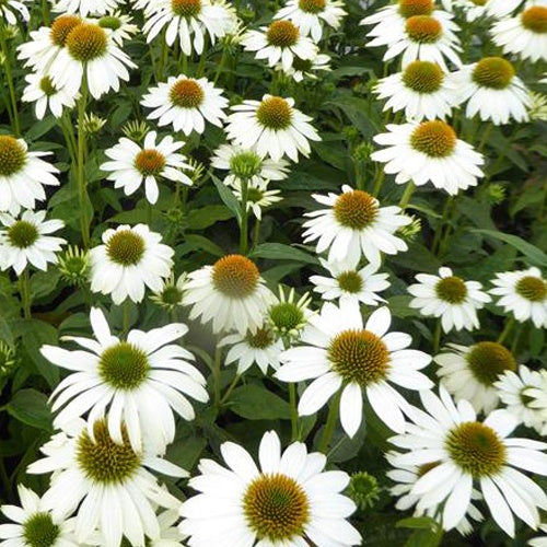 Echinacée pourpre Pow Wow White - Willemse