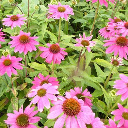 Echinacée pourpre Pow Wow Wild Berry - Willemse
