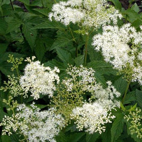 Filipendule pourpre Alba - Reine des prés - Willemse