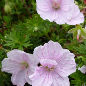 Géranium vivace sanguin Apfelblüte - Willemse