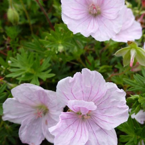 Géranium vivace sanguin Apfelblüte - Willemse