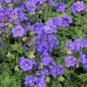 Géranium vivace à fleur d'anémone - Willemse