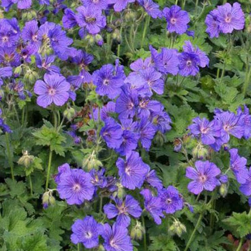 Géranium vivace à fleur d'anémone - Willemse