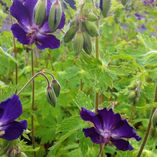 Géranium vivace Klepper - Willemse
