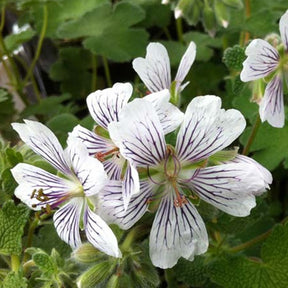 Géranium vivace à feuilles de crèpe - Willemse