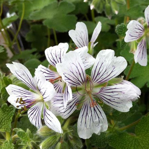Géranium vivace à feuilles de crèpe - Willemse