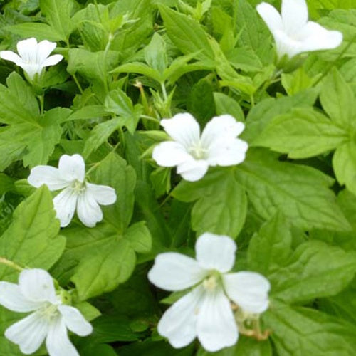 Géranium vivace Silverwood - Willemse