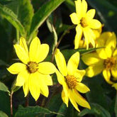 Tournesol vivace géant - Willemse