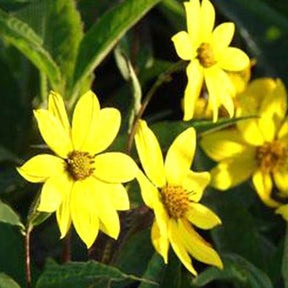 Tournesol vivace géant - Willemse