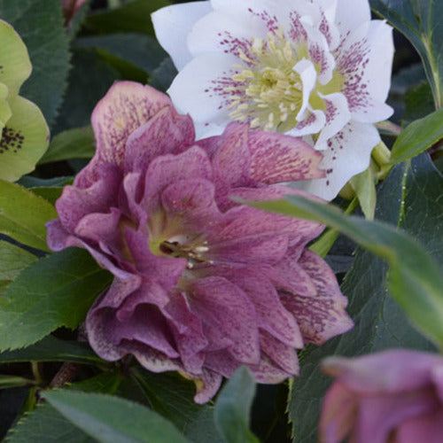 Hellébore d'Orient double - Willemse