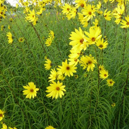 Tournesol vivace à feuilles de saule - Willemse