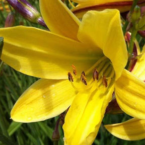 Hémérocalle Lemon Bells - Willemse