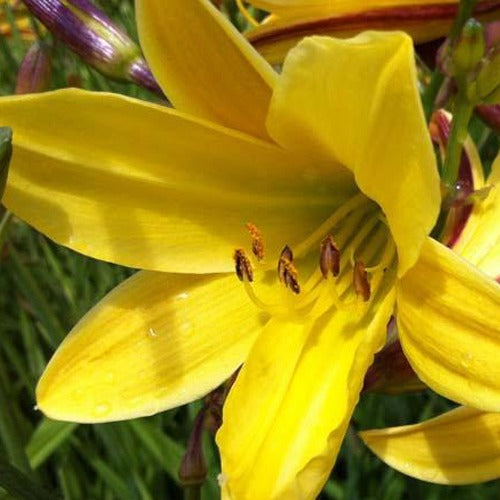 Hémérocalle Lemon Bells - Willemse