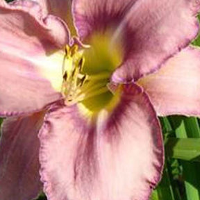 Hémérocalle Mildred Mitchell - Willemse