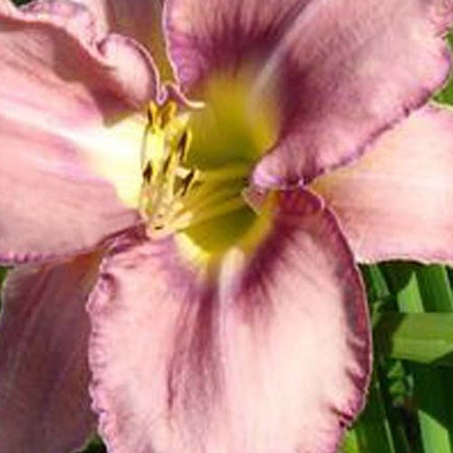 Hémérocalle Mildred Mitchell - Willemse
