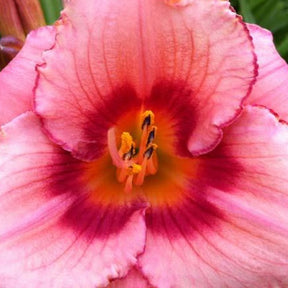 Hémérocalle Strawberry Swirl - Willemse