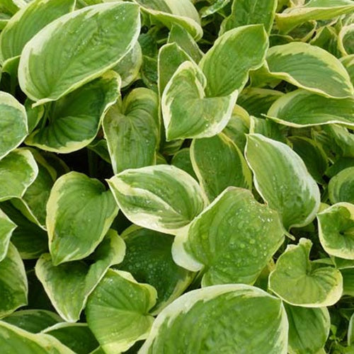 Hosta Diana Remembered - Willemse