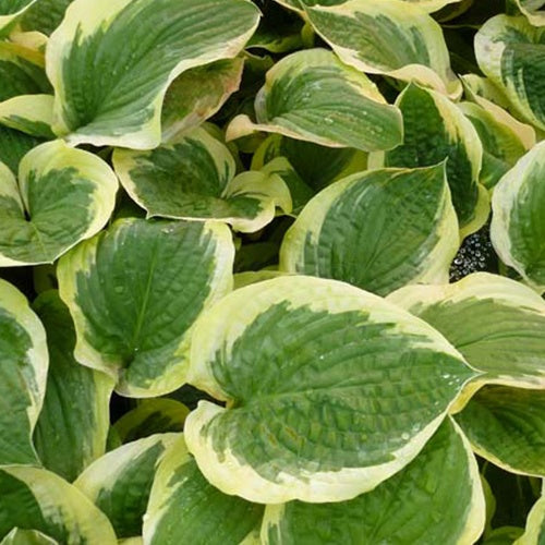 Hosta Formal Attire - Willemse