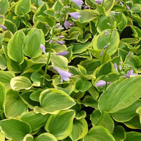 Hosta Golden Tiara - Willemse