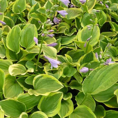 Hosta Golden Tiara - Willemse