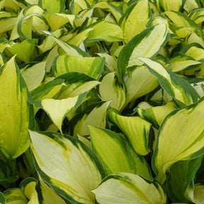 Hosta Color Festival - Willemse