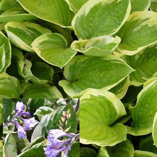 Hosta Delta Dawn - Hosta delta dawn - Willemse